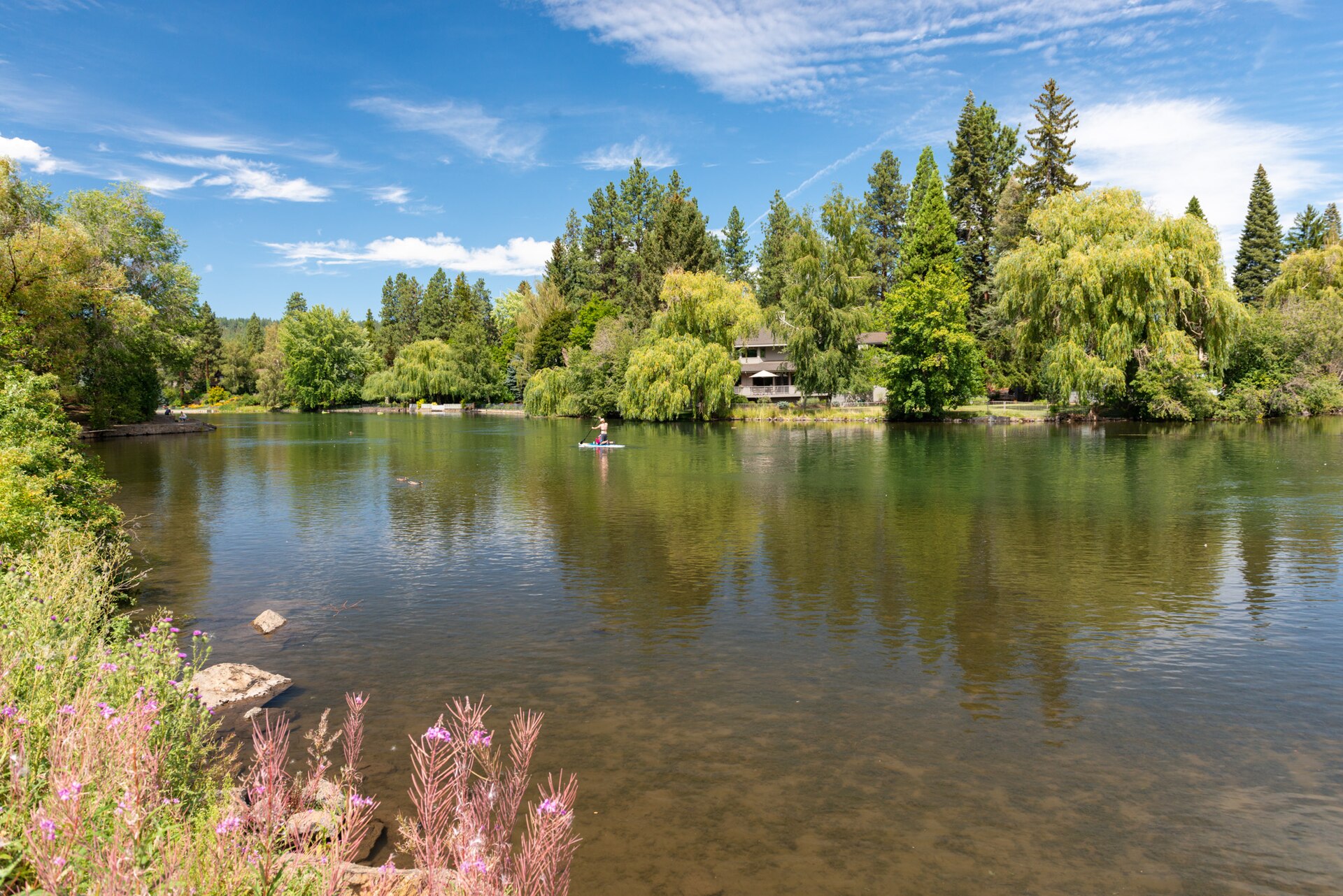 Willows and tall pines reflected in the calm water of Mirror Pond in Bend, with wildflowers on the bank and a blue summer sky.