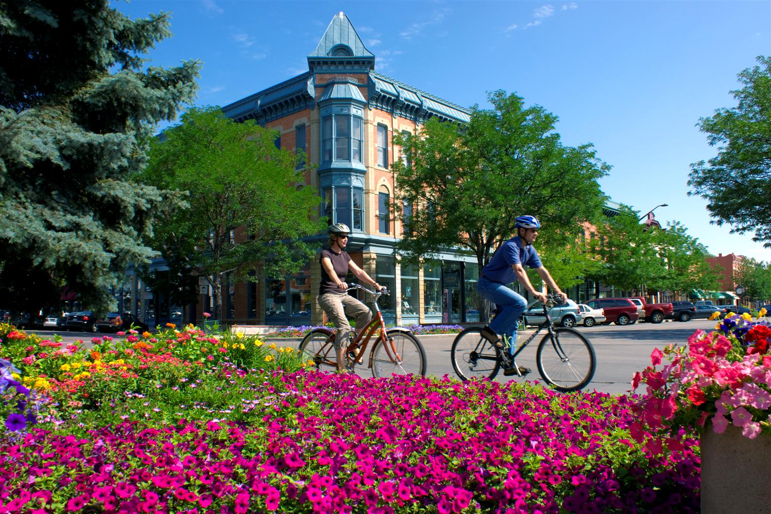 Cyclists ride past bright petunias and a turreted Victorian building in Old Town Fort Collins on a sunny day.