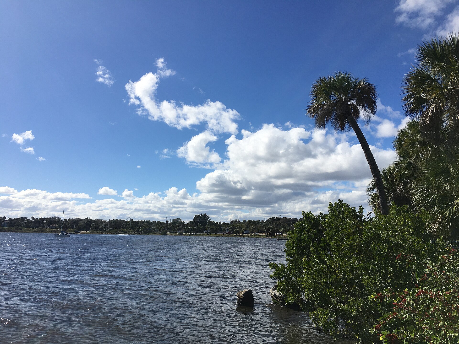 A sabal palm leaning over the blue water of the bay in Palm Bay, Florida, with a moored sailboat and puffy white clouds.