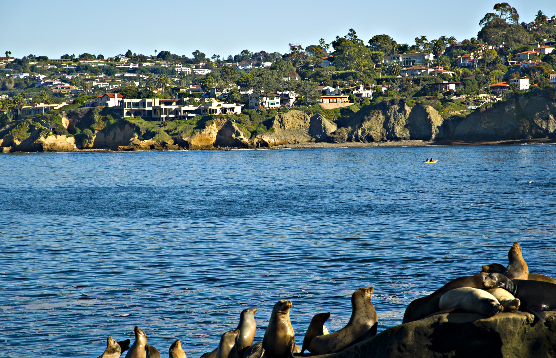 Sea lions on the rocks below the bluffs and homes of La Jolla, San Diego.