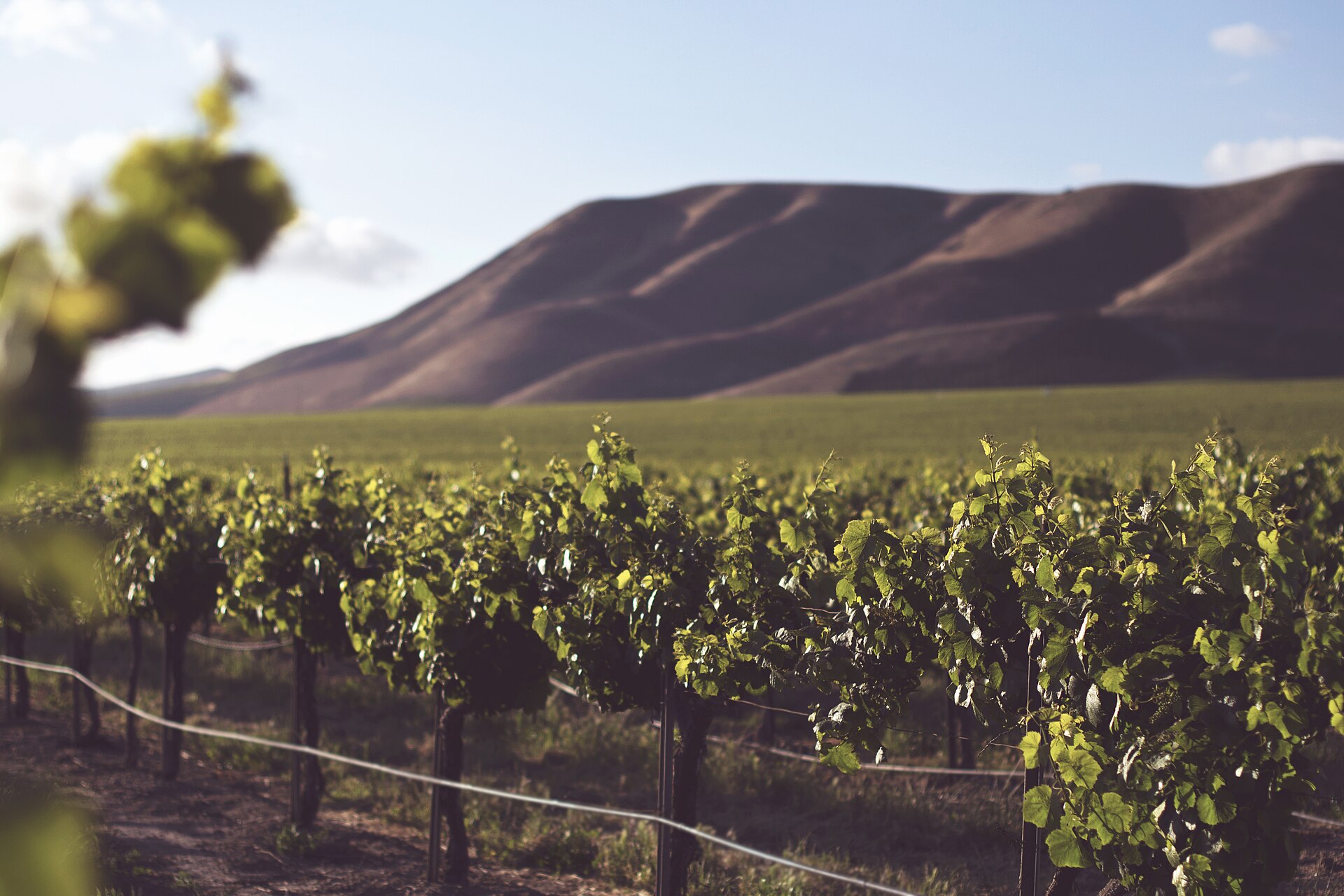Rows of green grapevines in the Santa Maria Valley beneath a bare, sunlit ridge on a clear afternoon.