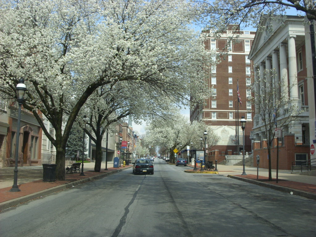 White spring blossoms arch over a quiet downtown York street beside a columned civic building and historic brick buildings.